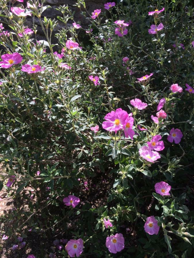 Le Mazet Des Joncs En Provence Villa Saint-Pierre-de-Vassols Ngoại thất bức ảnh